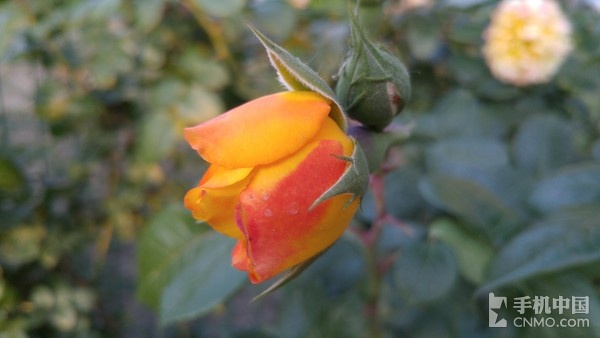 LG G4行貨版拍照體驗(yàn)（2）_LG G4第1張圖