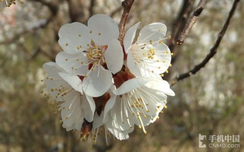 能拍星星的手機_蘋果第2張圖