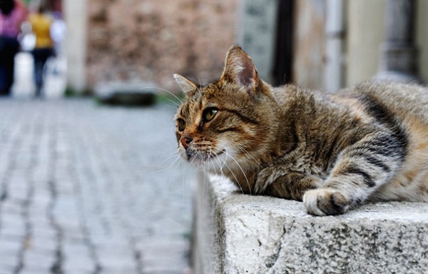 西班牙小鎮出臺法案賦予貓狗“人權”