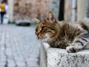 研究：“壞孩子”長大后收入更高