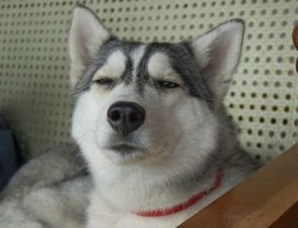 京東 電商 奶茶妹妹 劉強(qiáng)東 領(lǐng)證