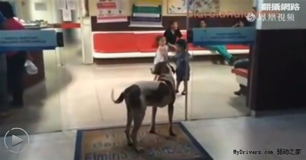 淚奔!狗狗不知主人逝世 苦守醫院8天8夜