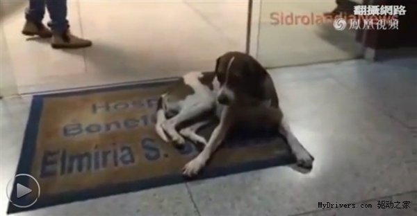 淚奔!狗狗不知主人逝世 苦守醫院8天8夜