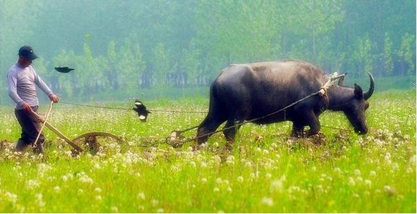 農村老齡化快于城市:種1畝地收入≈城里打工1周