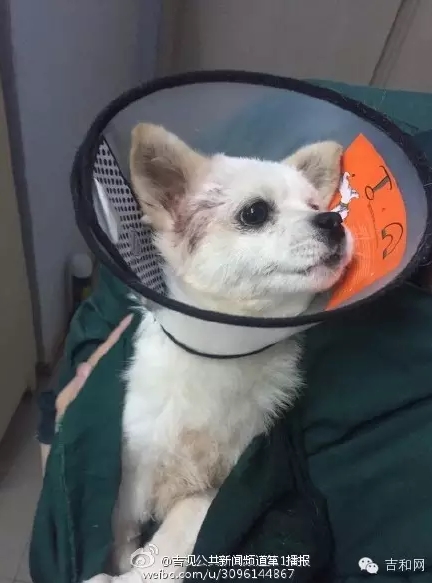 長春女子虐狗事件刷爆朋友圈:愛狗人士憤怒討伐