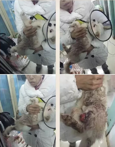 長春女子虐狗事件刷爆朋友圈:愛狗人士憤怒討伐