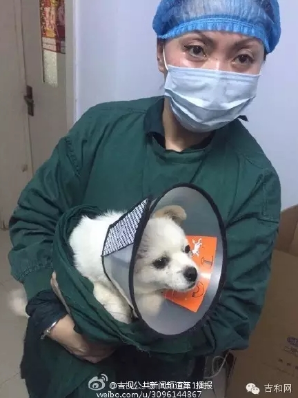 長春女子虐狗事件刷爆朋友圈:愛狗人士憤怒討伐