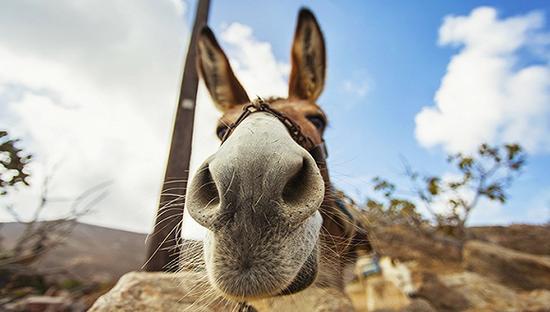 圖片來源：視覺中國