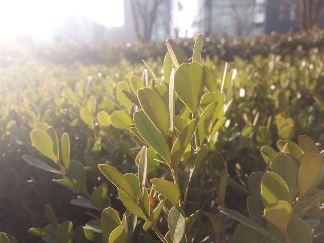 千元機大戰 榮耀暢玩5X對比紅米Note 3