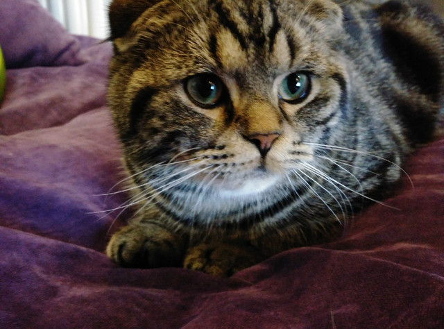 樣張秀:看鋒尚MAX隨拍摩卡/奧利奧的1天