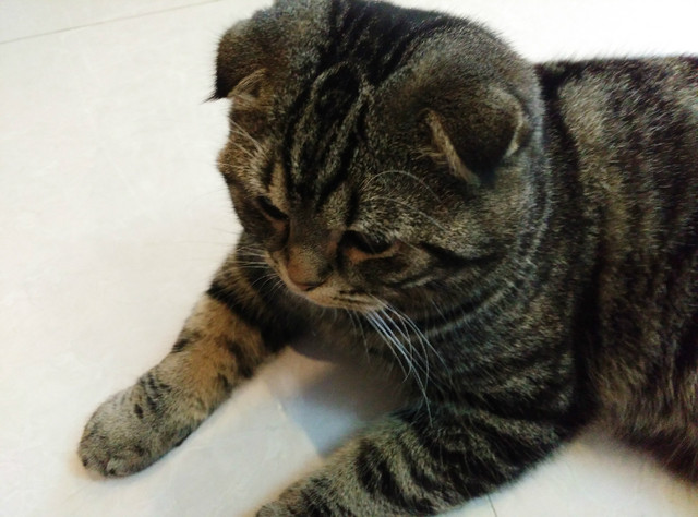 樣張秀:看鋒尚MAX隨拍摩卡/奧利奧的1天