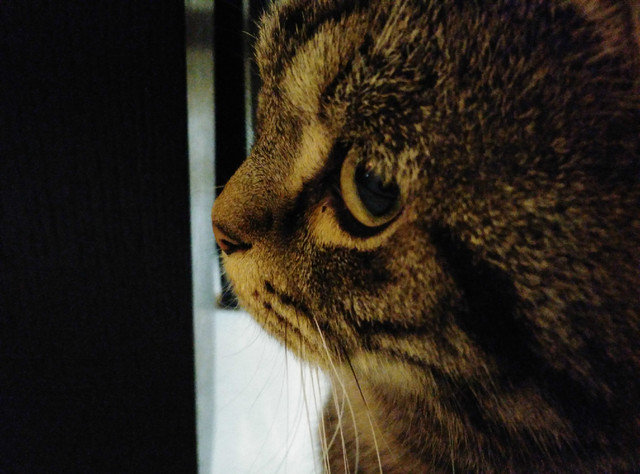 樣張秀:看鋒尚MAX隨拍摩卡/奧利奧的1天