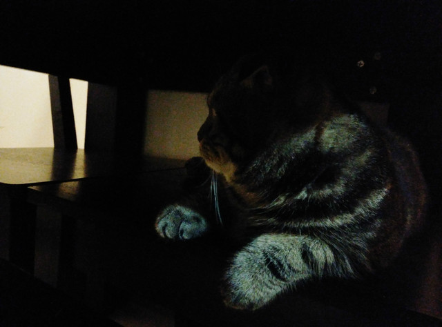 樣張秀:看鋒尚MAX隨拍摩卡/奧利奧的1天