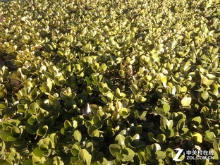 樂1s對比紅米Note 3（先不發） 