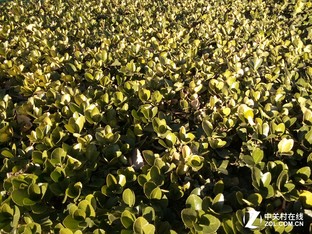 樂1s對比紅米Note 3（先不發） 