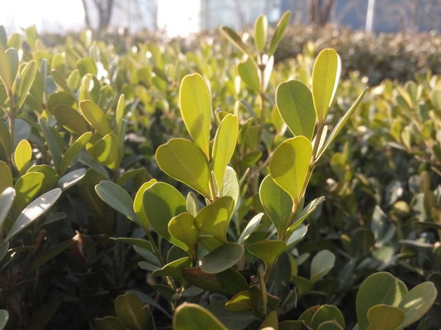 誰更好用? 魅藍metal/紅米Note 3對比 