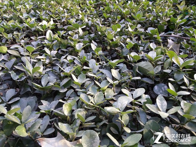 畫質不輸旗艦 三星Galaxy A5拍照體驗