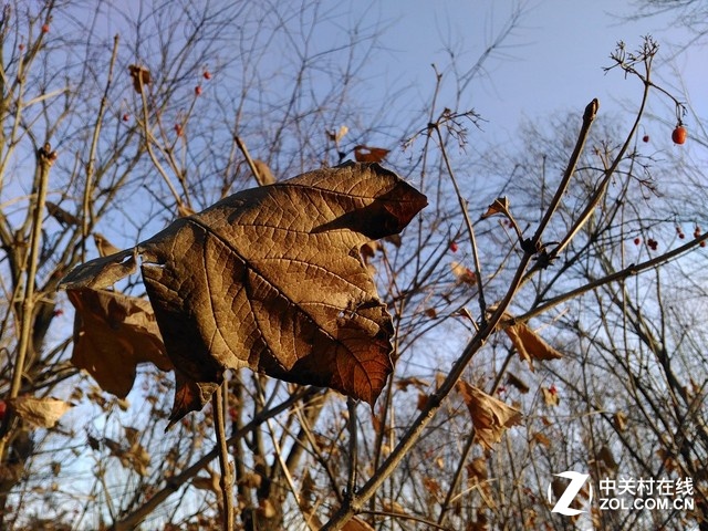 冬天到了，春天還會遠嗎？再過不了多久，這一片樹林就會長出新芽，萌生綠意。