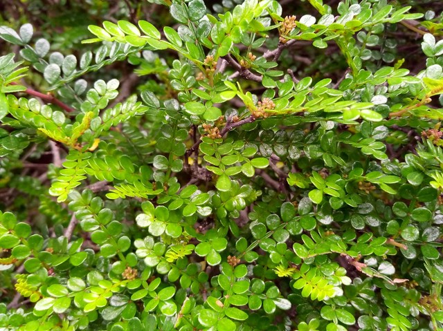 拍照出色搭配超級續(xù)航 金立S8上手體驗