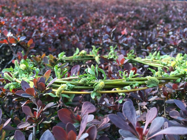 尖Phone:vivo Xplay5對(duì)比蘋果6s Plus 