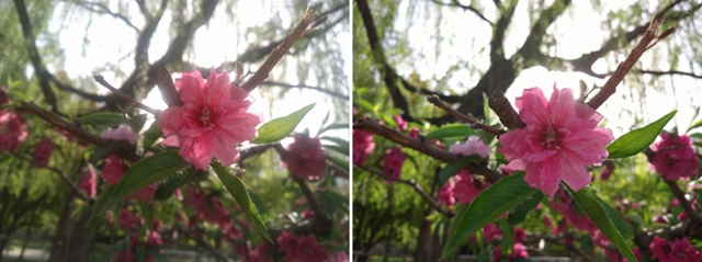 樂Max 2值得買嗎 樂Max 2評測