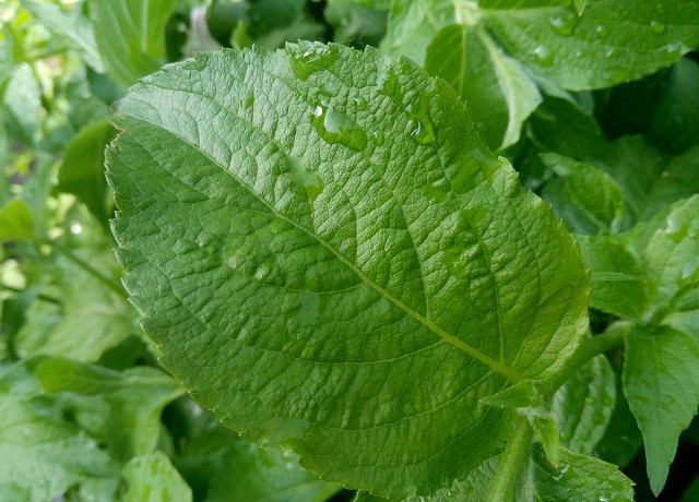 PDAF相位對焦 魅藍3拍照評測