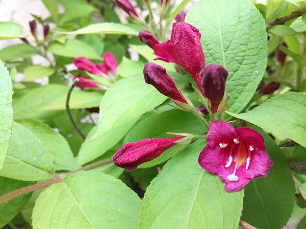 榮耀5C值得買嗎？榮耀暢玩5C評測