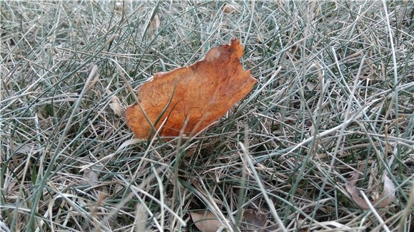 相機(jī)PK 榮耀5C和紅米Note3拍照樣張對比