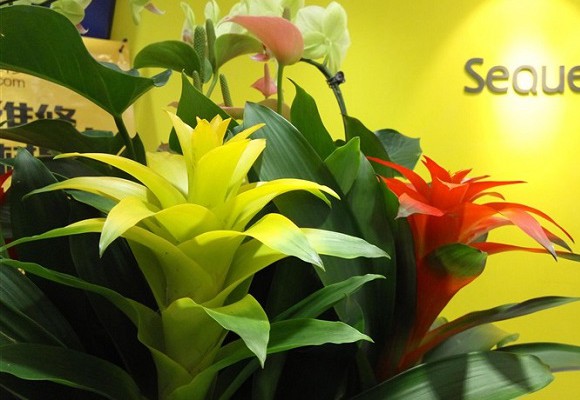 相機(jī)PK 榮耀5C和紅米Note3拍照樣張對比