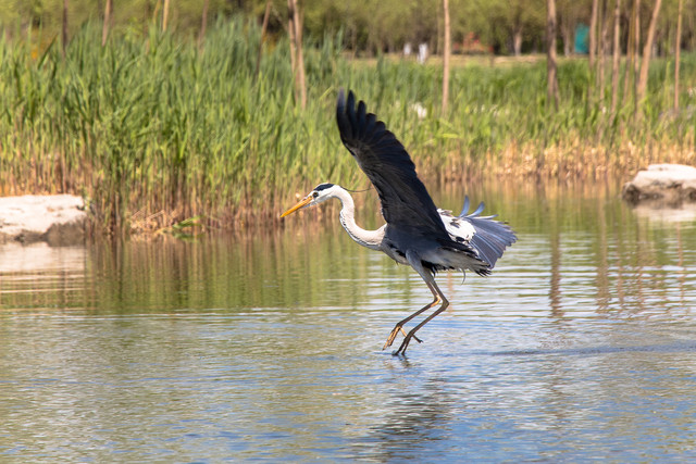 留住春天的色彩 佳能EOS 80D試用體驗