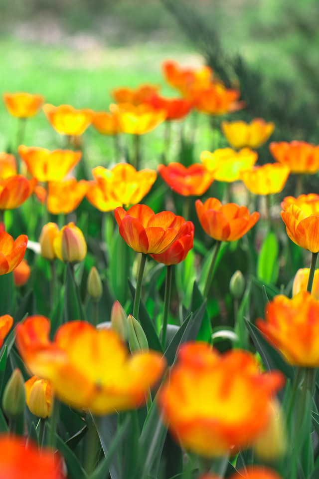 留住春天的色彩 佳能EOS 80D試用體驗