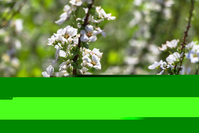 留住春天的色彩 佳能EOS 80D試用體驗