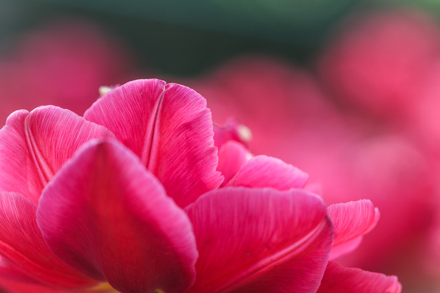 留住春天的色彩 佳能EOS 80D試用體驗