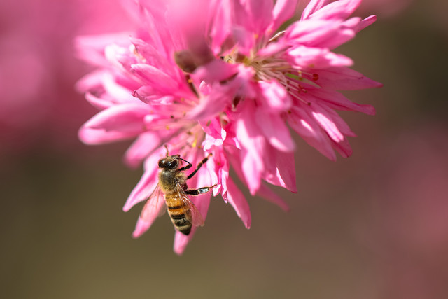 留住春天的色彩 佳能EOS 80D試用體驗