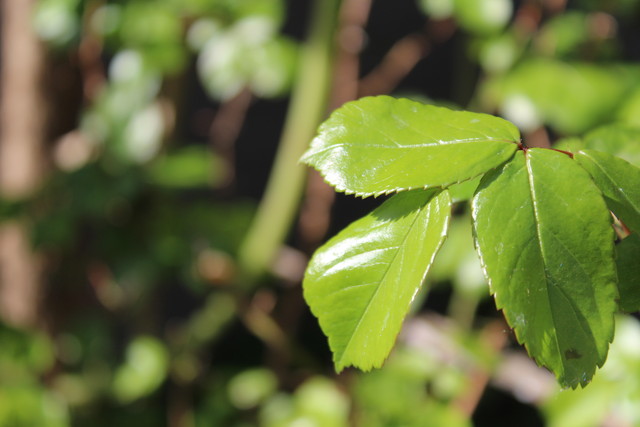 便宜實用入門機 佳能EOS 1300D單反評測 