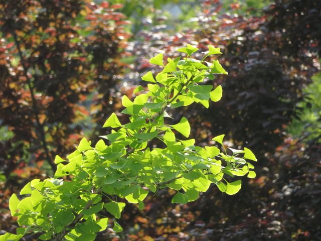 口袋里的40倍變焦 佳能SX720 HS評(píng)測