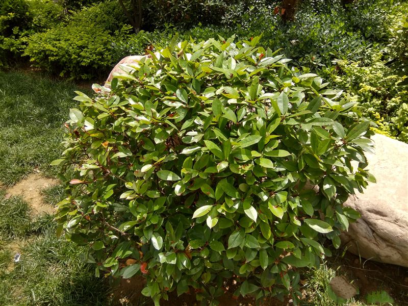 6.44寸黃金大屏!小米Max深度評測:續航驚人