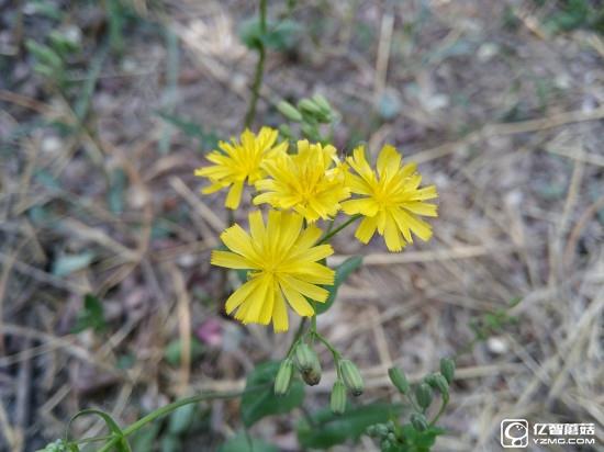 華為G9評測:與華為P9/榮耀V8定位不同