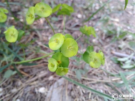 華為G9評測:與華為P9/榮耀V8定位不同