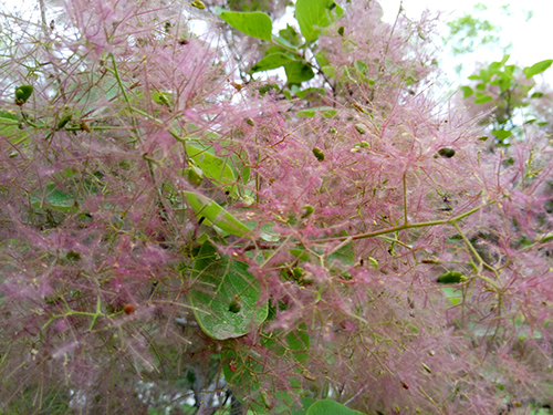 樂2和魅藍note3拍照樣張對比