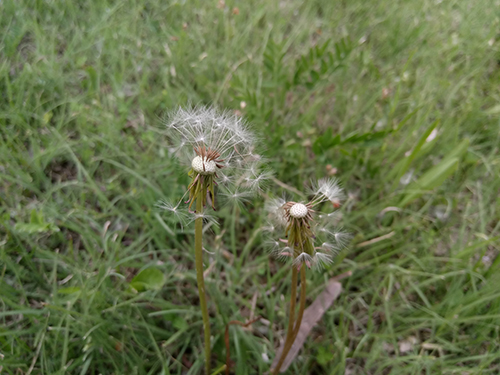 樂2和魅藍note3拍照樣張對比