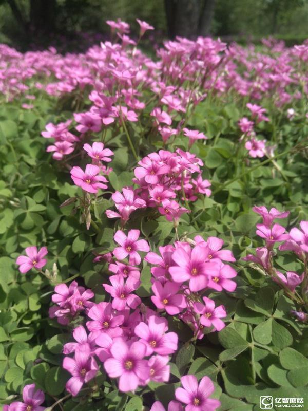 全球首款超聲波指紋旗艦:樂Max 2詳細評測