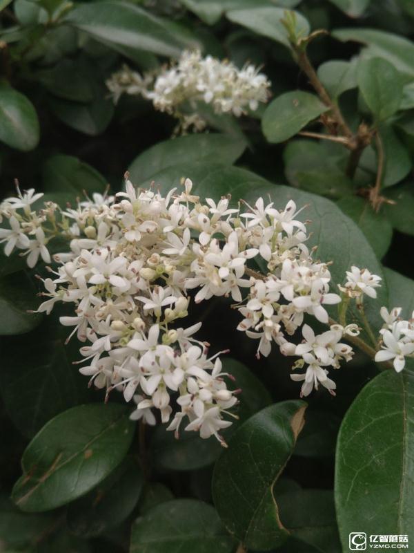 全球首款超聲波指紋旗艦:樂Max 2詳細評測