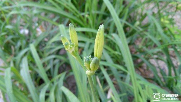 1799元!聯想5寸旗艦ZUK Z2評測:驍龍820加持