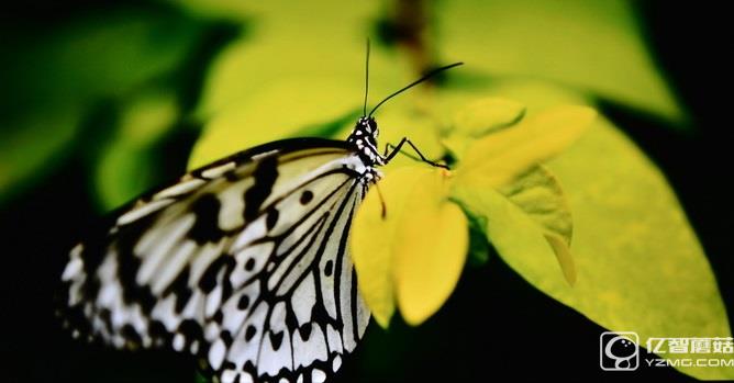 畫質如何?酷開50A2實測解析