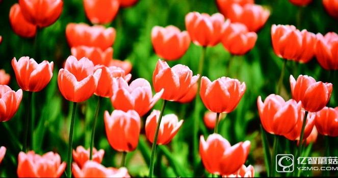 畫質如何?酷開50A2實測解析