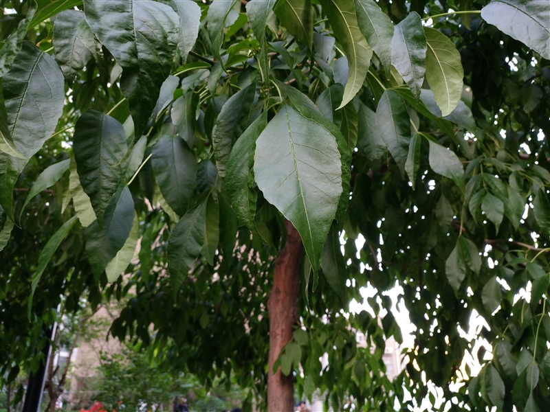 6G內(nèi)存+驍龍820+雙曲面屏！vivo Xplay5旗艦版評測