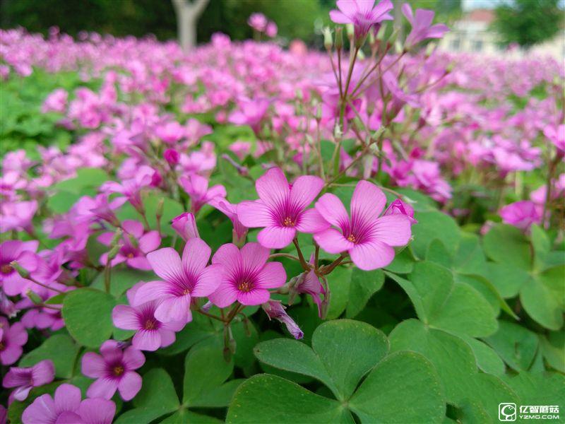 ZUK Z2 Pro旗艦版深度評測：0.05mm全球最窄黑邊！