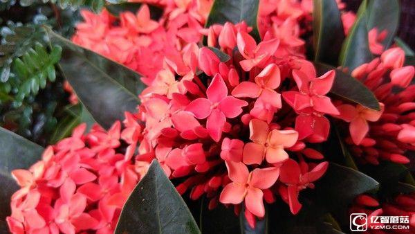 微距樣張賞析_中興AXON天機7第1張圖