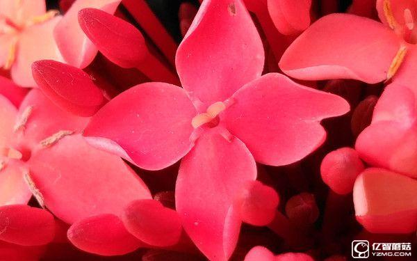 微距樣張賞析_中興AXON天機7第2張圖